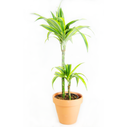 Dracena lemon Ninguno