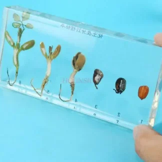 Semilla de planta de resina de cacahuete germinada, enseñanza cognitiva de jardín de infantes, semilla de planta Real, espécimen de cacahuete germinado Artificial