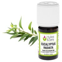 Aceite Esencial De Eucalypto Radiata 10 ml (Eucalipto) - Saint Hilaire - Helpac