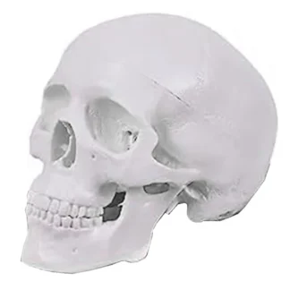 Mini modelo de cráneo humano, modelo de cráneo anatómico de 3 piezas con gorro de calavera extraíble y mandíbula articulada