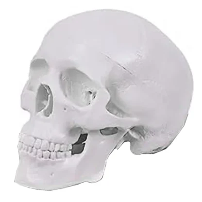 Mini modelo de cráneo humano, modelo de cráneo anatómico de 3 piezas con gorro de calavera extraíble y mandíbula articulada
