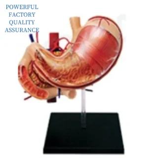 Modelo de estómago, ciencia médica, simulador anatómico humano, suministros, Material educativo de enseñanza para medicina médica, escuela universitaria