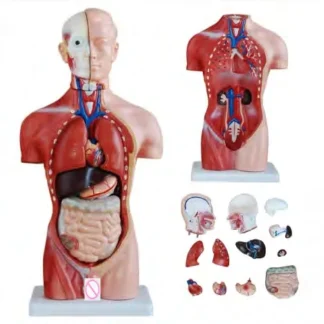 Modelo de Torso humano masculino de 42CM, 13 Partes, simulador de Anatomía de ciencia médica, asistencia educativa, material de enseñanza para la escuela secundaria