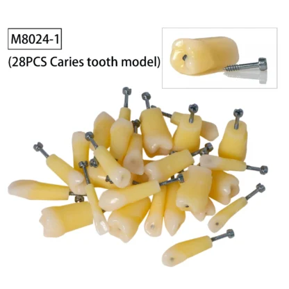 Typodont Dental modelo de dientes con Caries, 28 piezas que se adapta a los dientes de klgore Nissin 200 M8024-1