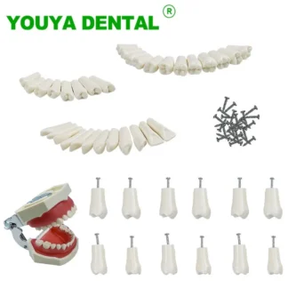 Dientes de reemplazo de Uds de 32 Modelo Dental, simulación de resina, modelo Typodont, Material de odontología para dentistas, estudiantes, práctica