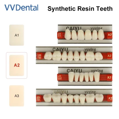 ﻿   VV Dental 96 Uds. Por caja de dientes superior Anterior inferior Posterior resina de polímero sintético modelo de educación Dental tamaño mediano