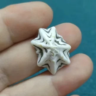 Conchas de concha naturales, conchas de Drupa Morum de 1,5-2,5 cm para decoración de pecera, manualidades, accesorios de boda en la playa, artículos coleccionables DIY