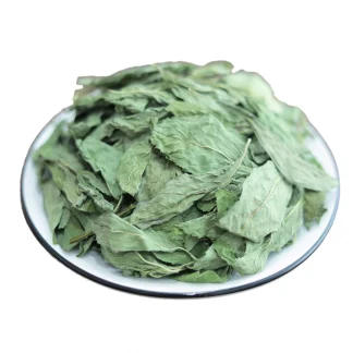 Nueva hojas de menta.