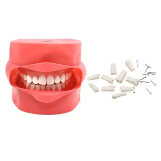 Typodont Dental modelo de dientes educación dentista modelo de dientes materiales dentales instrumento Dental