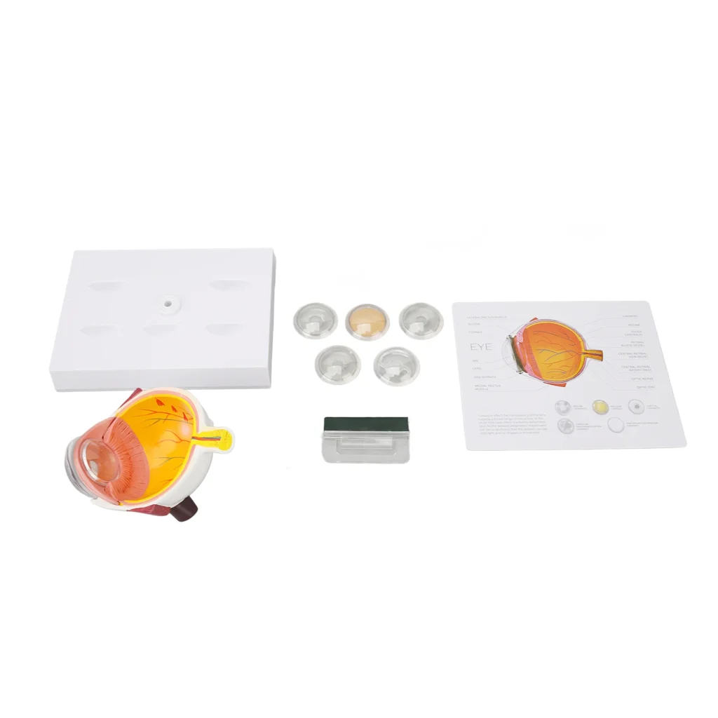 Modelo anatómico de ojo humano agrandado, muestra precisa, lente óptica de cónea, modelo de globo ocular, modelo anatómico de ojo, Cataracts, Mod de globo ocular