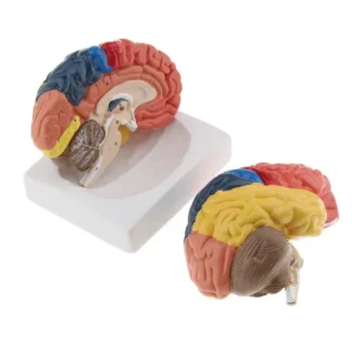 Modelo anatómico del cerebro humano de tamaño natural, 2 partes, anatomía médica 1:1, tronco cerebral, suministros de laboratorio de educación médica